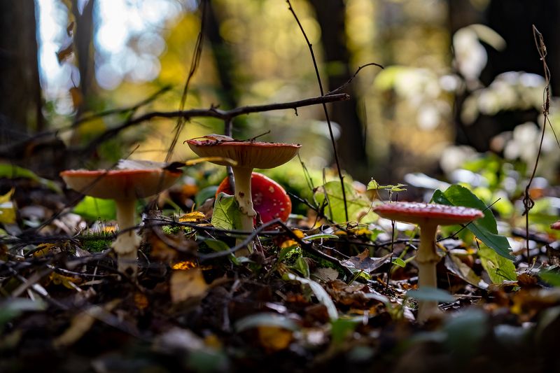 природа Фотозарисовка в лесуphoto preview