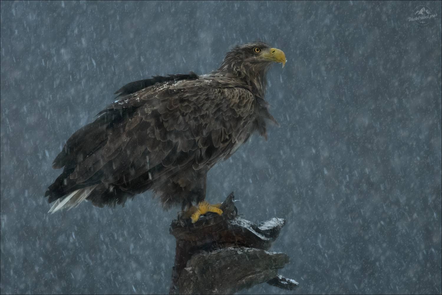 красный бор, фототур в красный бор, беларусь, орлан-белохвост, орлан, Влад Соколовский