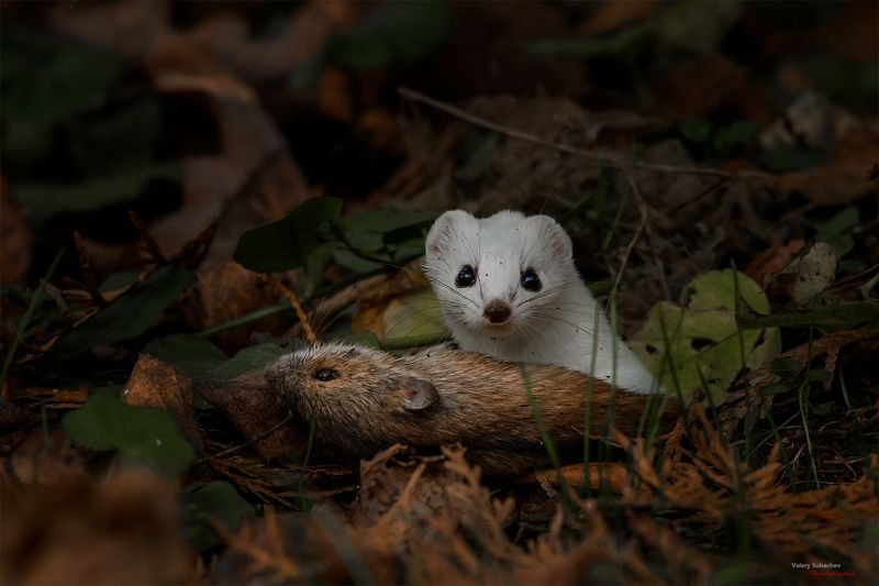 Рэмбоphoto preview