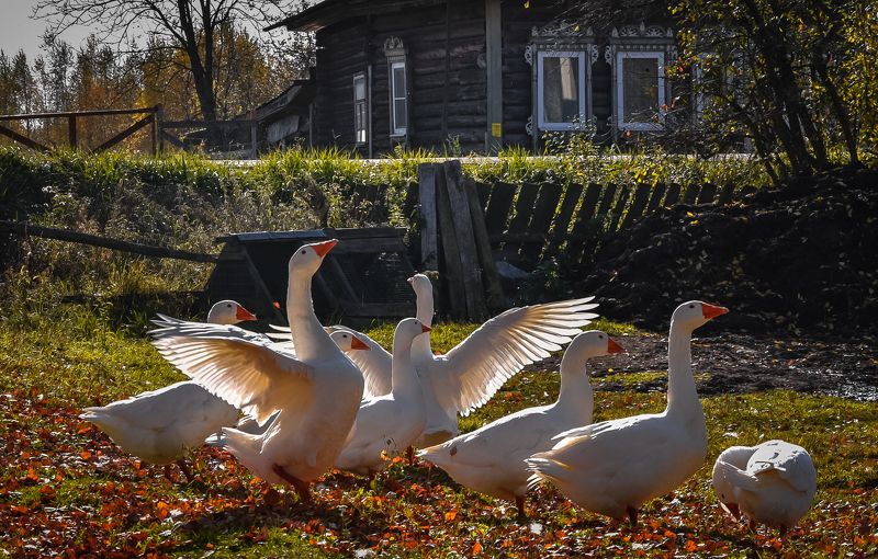 гуси, деревня, Гуси-лебедиphoto preview