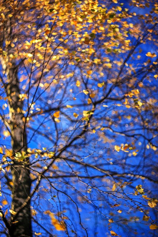 Расплескалась золотыми монетками осень..) фото превью