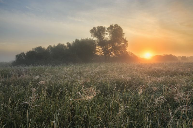 2022, россия, калужская область, осень, сентябрь, деревья, солнце, трава, иней, паутина, туман ***photo preview