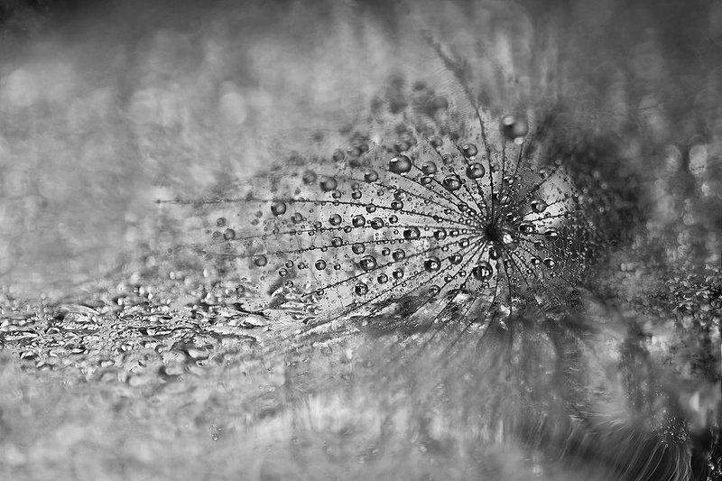 Про каплиphoto preview