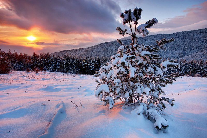 болгария, рассвет, зима Молодая Ельphoto preview