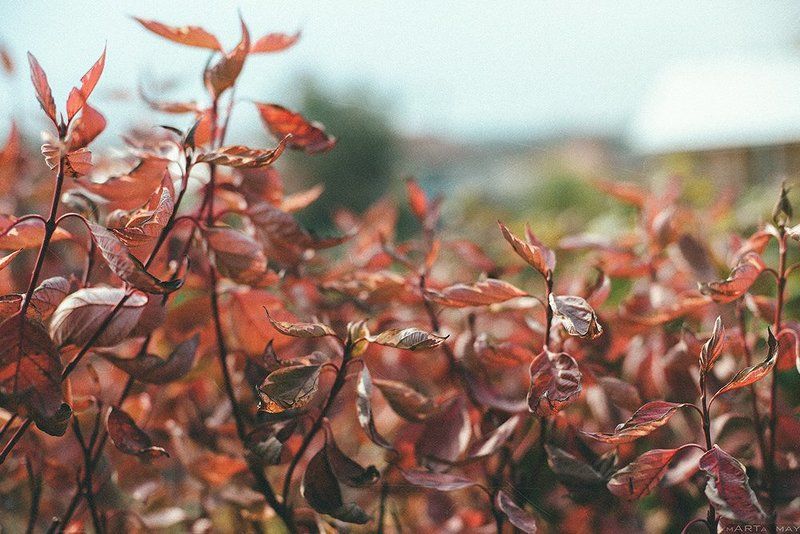 Bokeh, Family garden, Nikon, Nikon d 800, Дача, Красиво, Осень, Природа, Россия Моменты. Осень.photo preview
