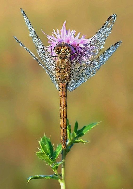 Мой цветокphoto preview