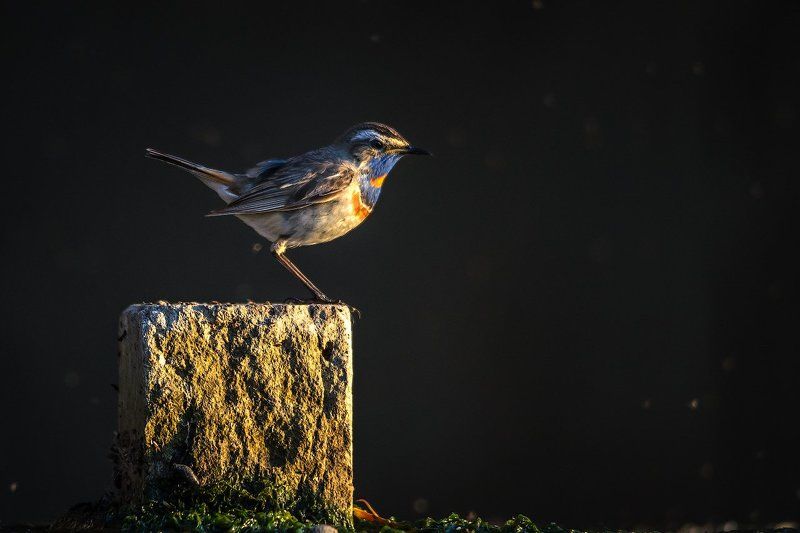 В лучах закатного солнца фото превью