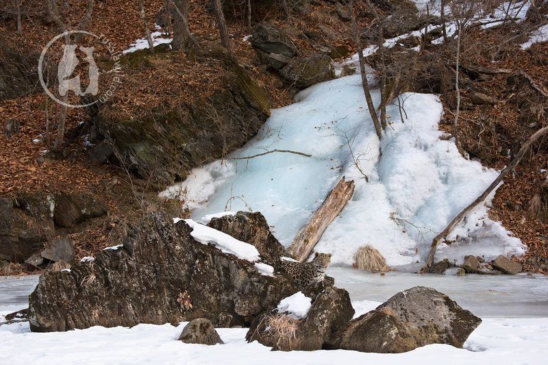 Про дальневосточного леопарда и замерзший водопадphoto preview