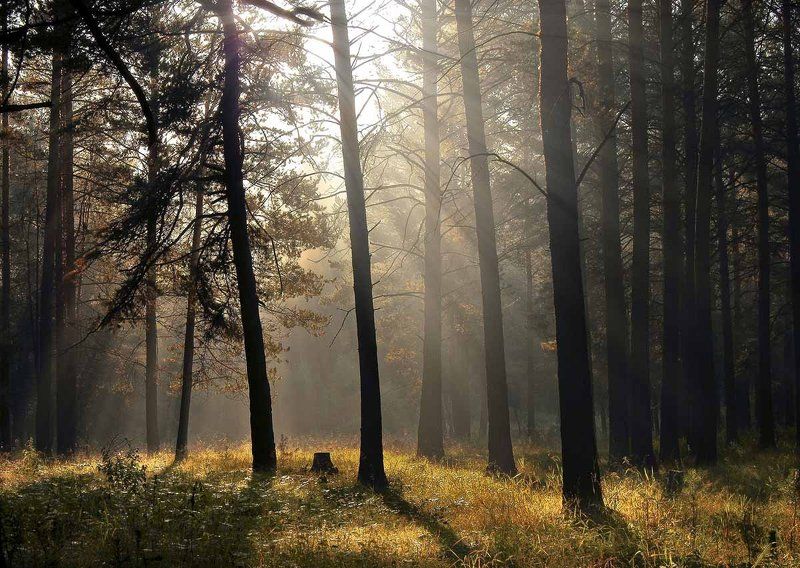 Утро в лесуphoto preview