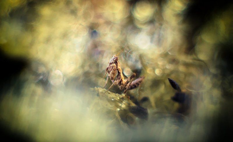 Краски осени.photo preview