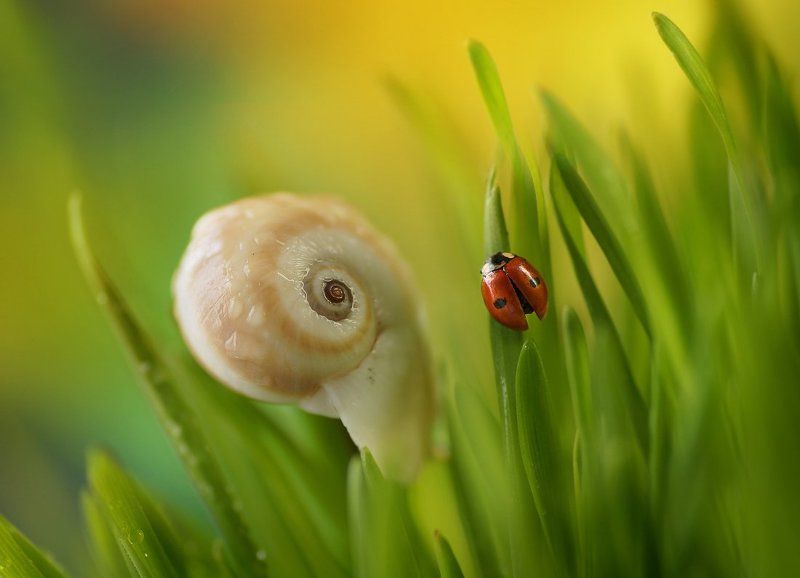 Где-то в высокой травеphoto preview