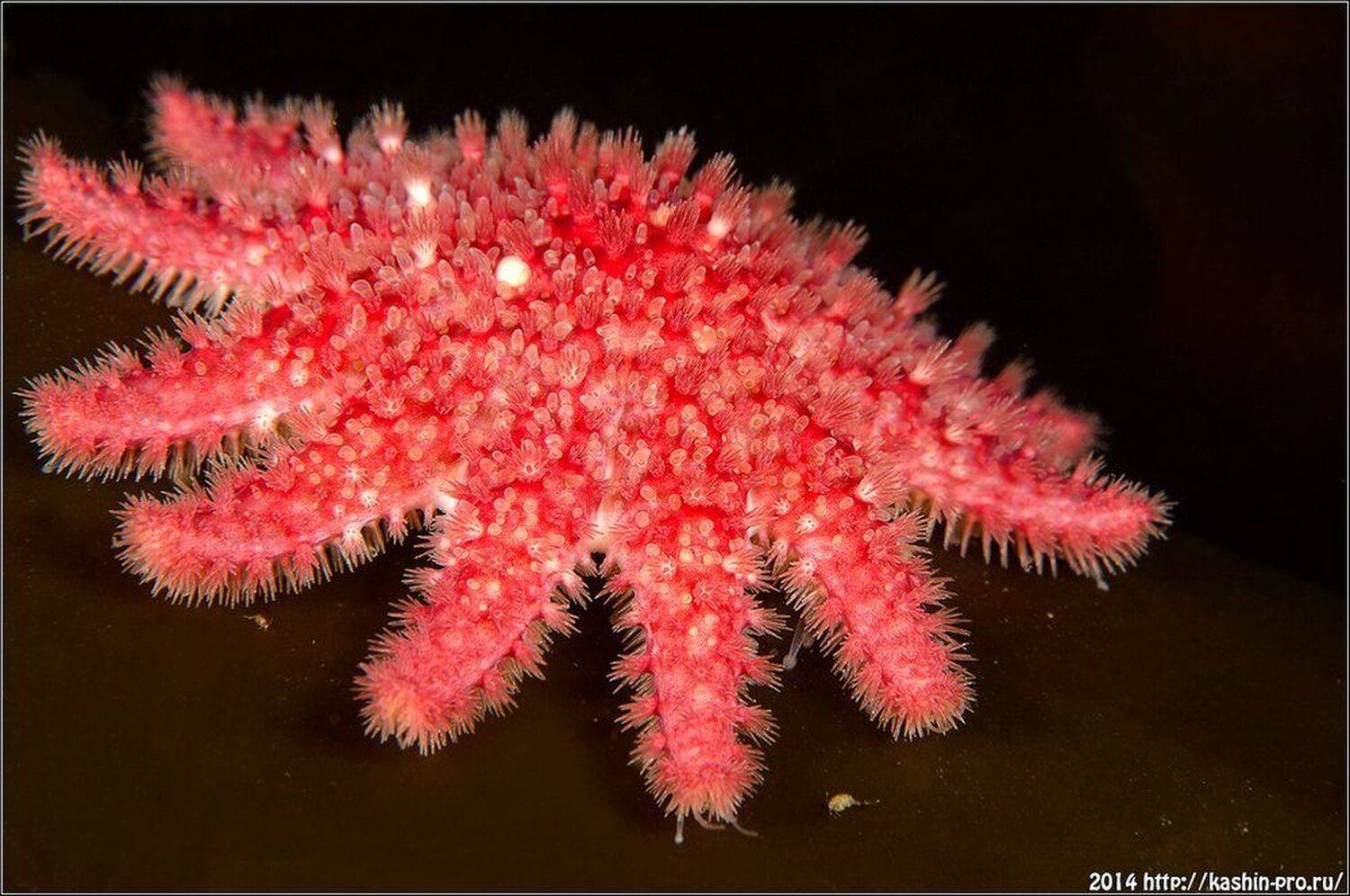 , Андрей Кашин