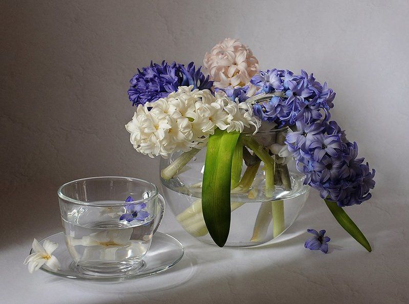 С гиацинтамиphoto preview