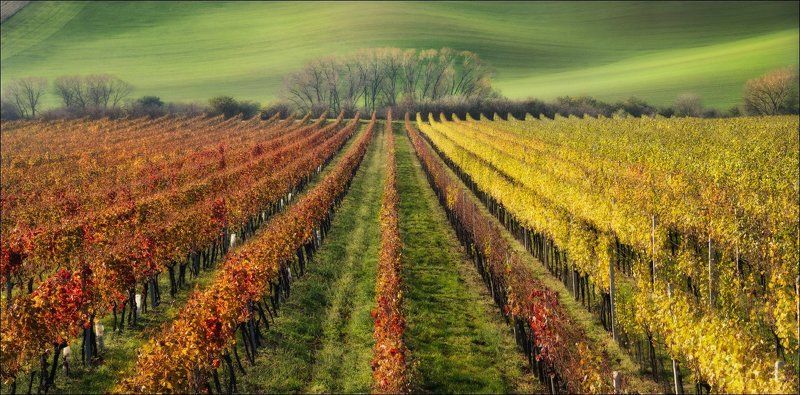 Line, Wine, Вино, Виноград, Истина, Чехия, Южная Моравия / The Wine Line /photo preview