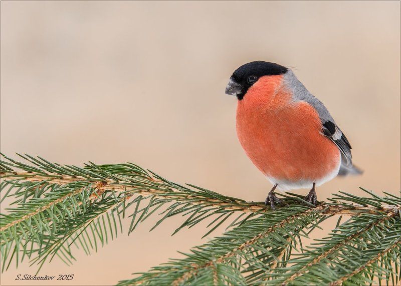 птицы, снегирь, самец, самка Снегири.photo preview