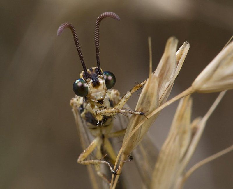 Земляне! Мир Вам!photo preview