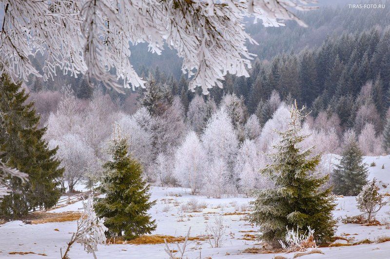 Зима, Карпаты, Снег Сахарная пудраphoto preview