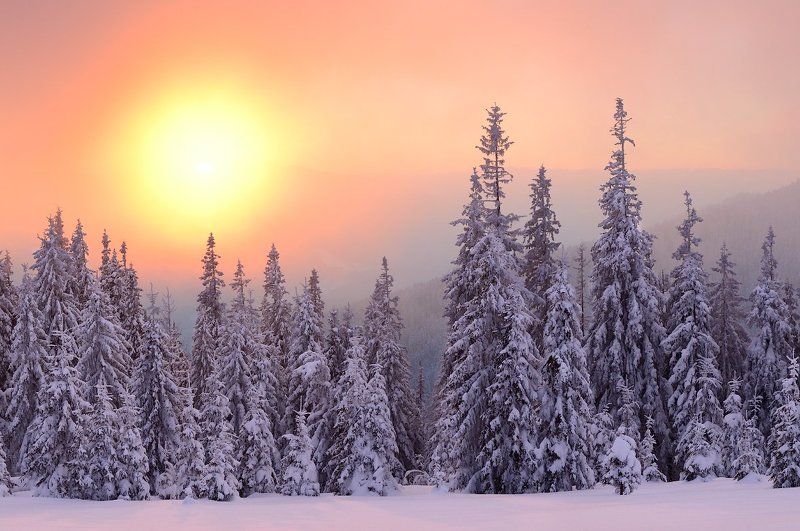 Fog, Forest, Karpaty, Landscape, Pine, Snow, Sunset, Zakarpattja, Елки, Закарпатье, Закат, Карпати, Лес, Пейзаж, Снег, Туман photo preview