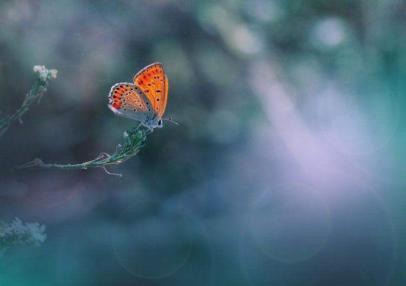 Butterfly, Close-up, Colors, Green, Light, Macro, Nature, Nikon ~~*~~photo preview