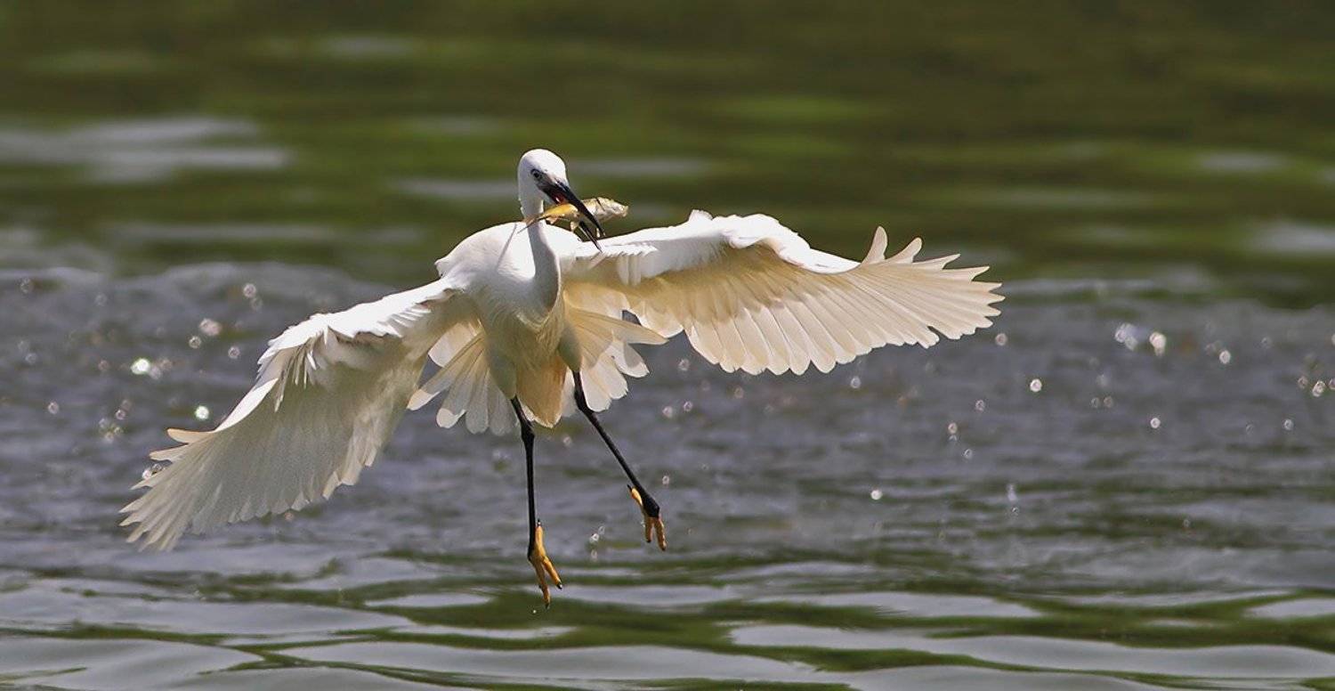 На взлёте. Автор: Yuri Gomelsky 400mm, 7D, Animals, Birds, Fish, Heron, Животные, Птицы, Рыба, Цапля, Yuri Gomelsky