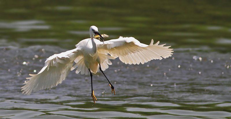 400mm, 7D, Animals, Birds, Fish, Heron, Животные, Птицы, Рыба, Цапля На взлётеphoto preview
