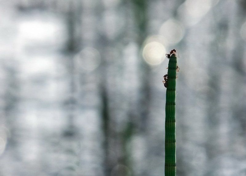 Дозорныйphoto preview