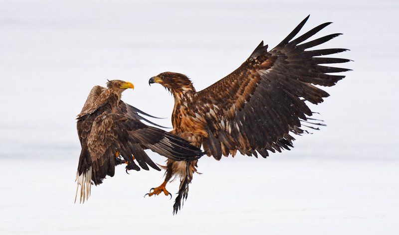 воздушные танцыphoto preview