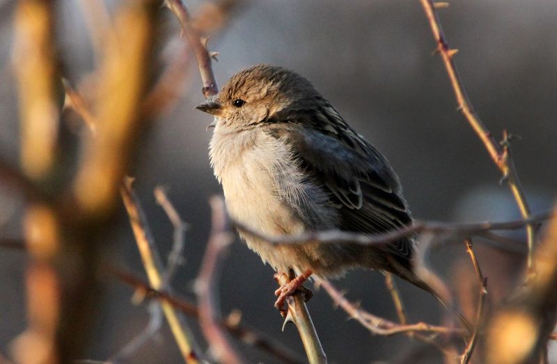 Первые лучи солнцаphoto preview