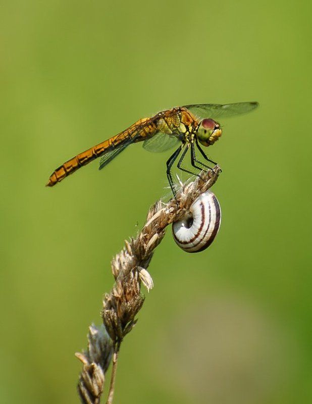 ...dragonfly...photo preview