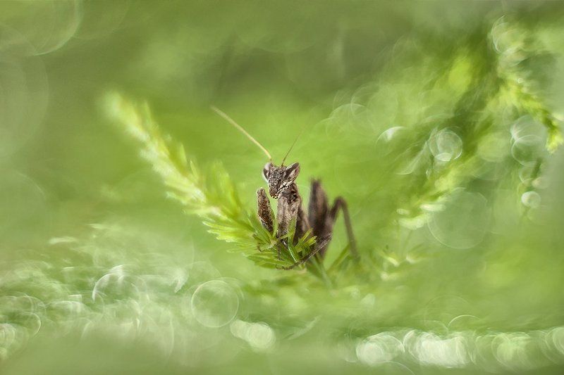 Зеленая Земля.photo preview