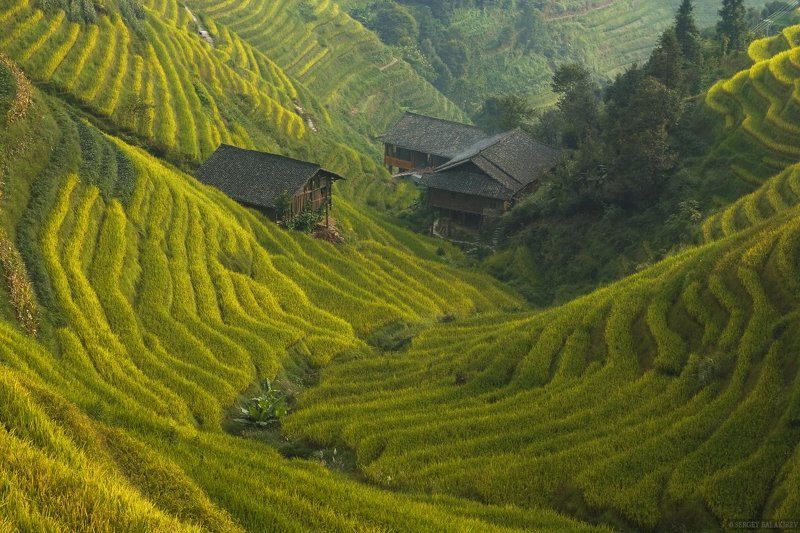 China, Китай, Рис, Рисовые террасы Жизнь в плюшевой долине.photo preview