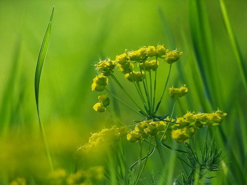 Роса, Утро, Цветы Вдохновениеphoto preview