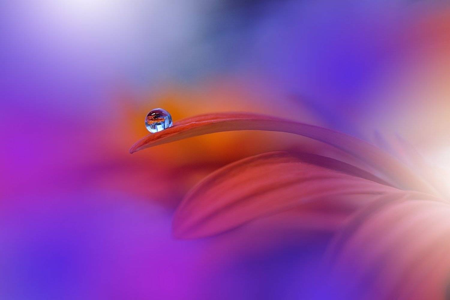 Colorful Explosion.... Автор: Juliana Nan , Juliana Nan