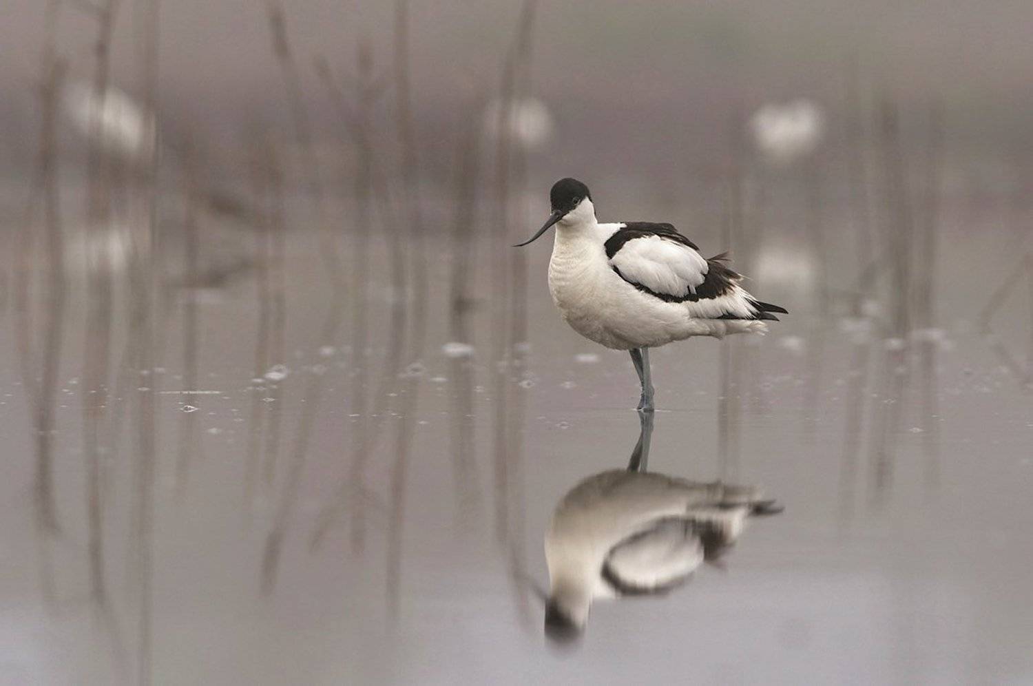 avocet, саблеклюн, шилоклювка recurvirostra avosett, Евгени Стефанов