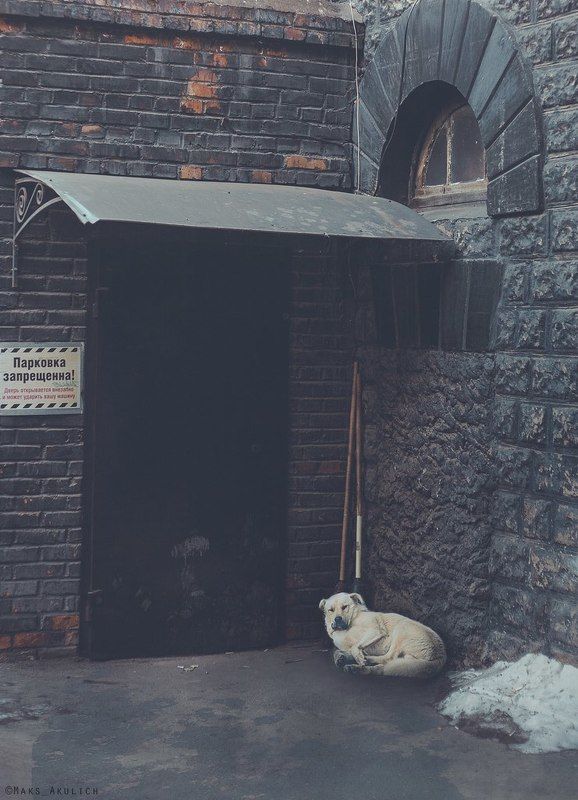 Дворы, Красноярск, Пес, Проспект Мира Пёсphoto preview