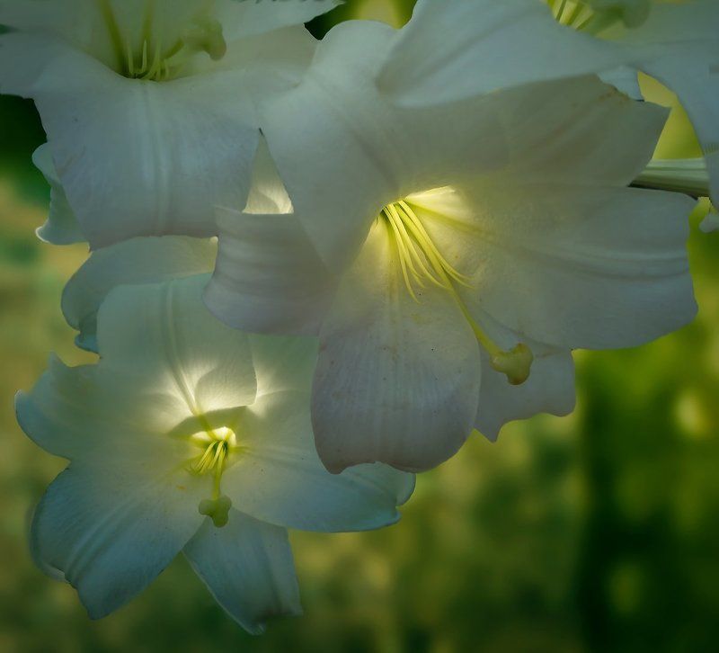 Фонарикиphoto preview