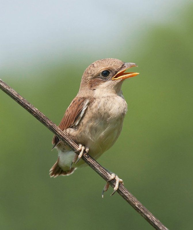 Малышphoto preview