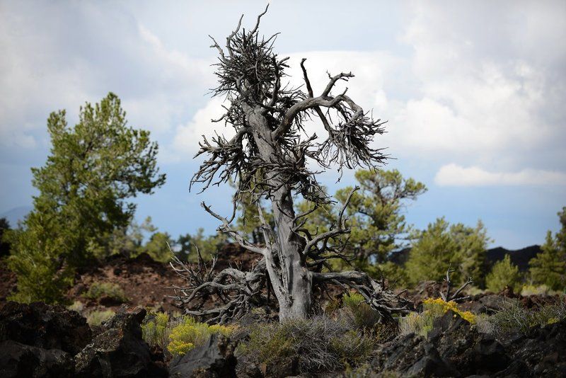 мертвое деревоphoto preview