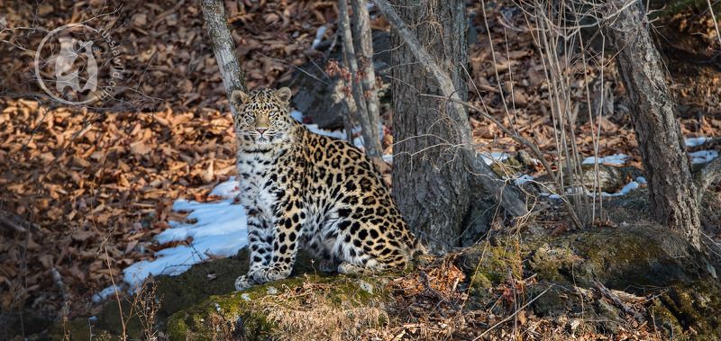 Однажды солнечным утромphoto preview