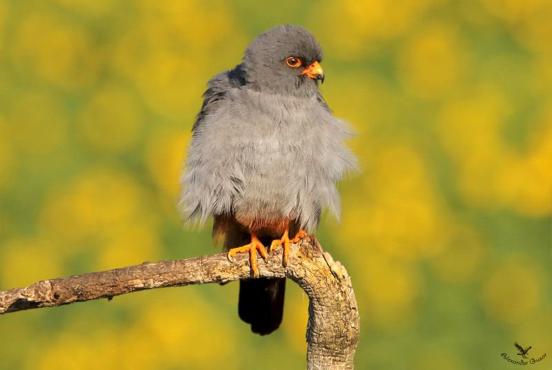 Кобчикphoto preview