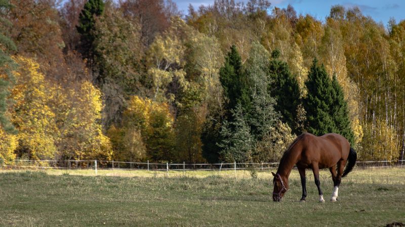 #кони #лошади #пастбище #подмосковье #табун Свобода лишь иллюзия фото превью