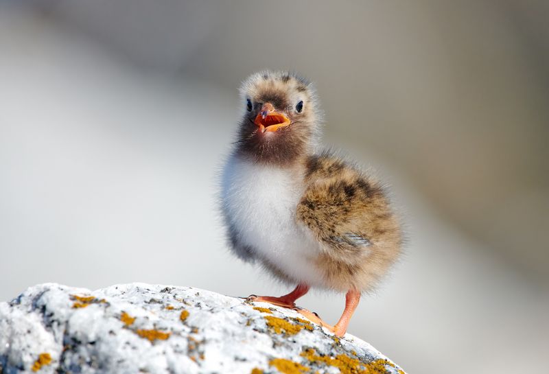 #bird #wildlife #nature #birdphotography Птенец крачкиphoto preview