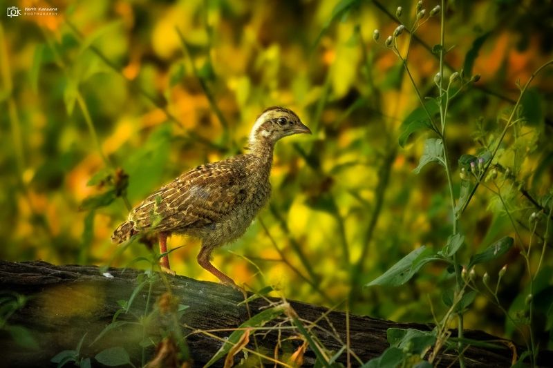 gray francolin, ortygornis pondicerianus, grk, greater rann of kutch, nature, 35awards, 35photo, wildlife, birds, birds of india, parth kansara, parth kansara wildlife, indian wildlife, photo, photography, kutch, birds of kutch, nakhatrana, kutch wildlife Gray Francolin (Ortygornis pondicerianus)photo preview