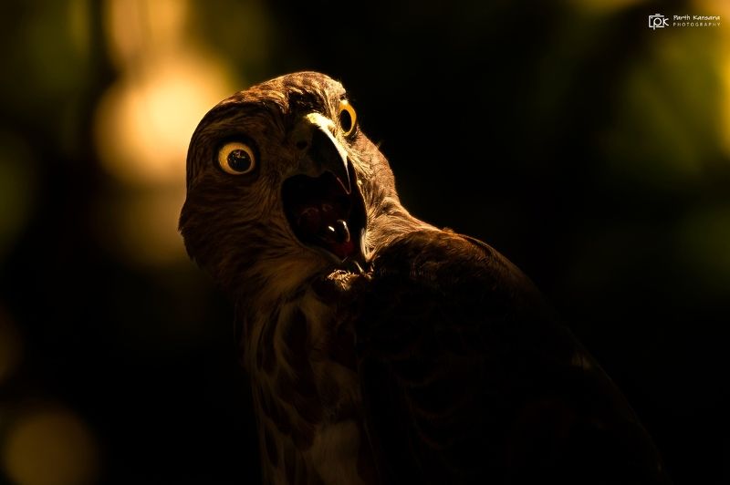 shikra, accipiter badius, grk, greater rann of kutch, nature, 35awards, 35photo, wildlife, birds, birds of india, parth kansara, parth kansara wildlife, indian wildlife, photo, photography, kutch, birds of kutch, nakhatrana, kutch wildlife, Shikra (Accipiter badius)photo preview
