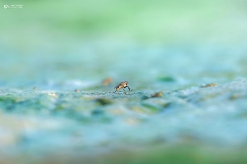 grk, greater rann of kutch, nature, 35awards, 35photo, wildlife, birds, birds of india, parth kansara, parth kansara wildlife, indian wildlife, photo, photography, kutch, birds of kutch, nakhatrana, kutch wildlife, Miniature Worldphoto preview