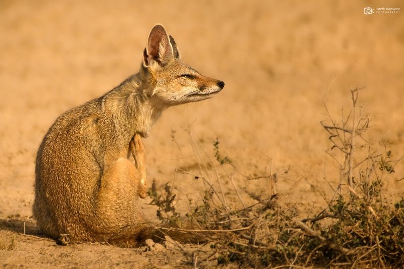 indian fox, vulpes bengalensis, grk, greater rann of kutch, nature, 35awards, 35photo, wildlife, birds, birds of india, parth kansara, parth kansara wildlife, indian wildlife, photo, photography, kutch, birds of kutch, nakhatrana, kutch wildlife, Indian Fox (Vulpes bengalensis)photo preview
