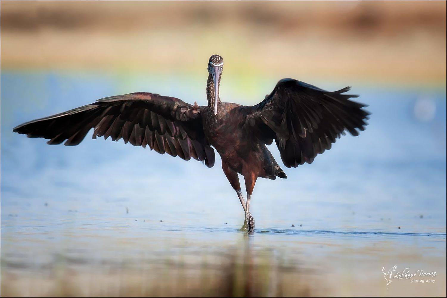 * * *. Автор: Лобанов Роман , Лобанов Роман