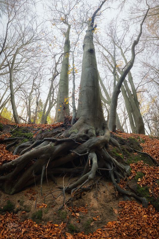 tree.beech,forest,autumn,panorama,landscape,poland, Mighty Beech Tree фото превью