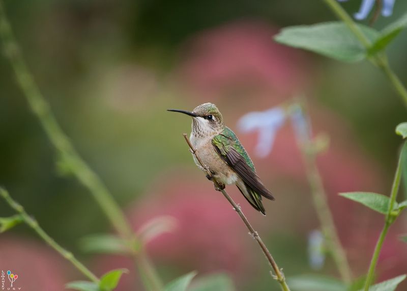 Hummingbirdphoto preview