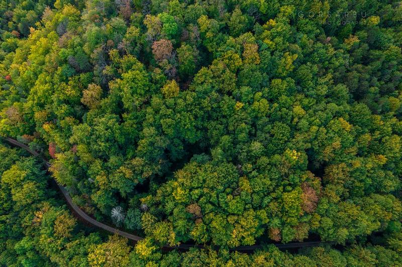 Nervuraphoto preview